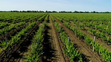 Yaz aylarında üzüm alanının havadan görünümü.