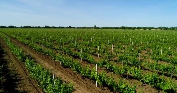Vista aérea do campo de uva no verão . — Vídeo de Stock
