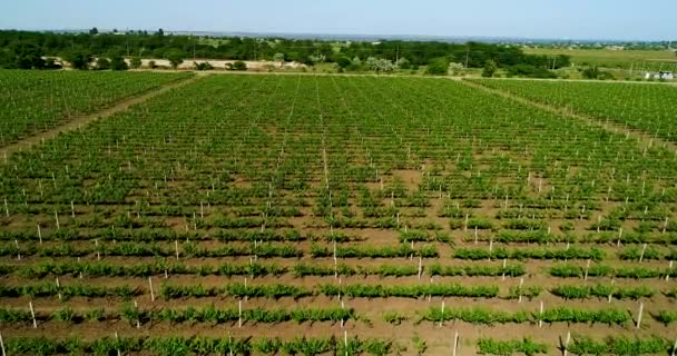 Aerial view of grape field in summer. — Stock Video