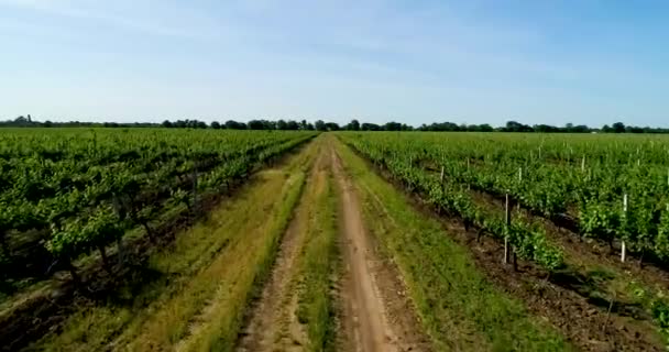 Luchtfoto van druif veld in de zomer. weg tussen de druiven velden. — Stockvideo