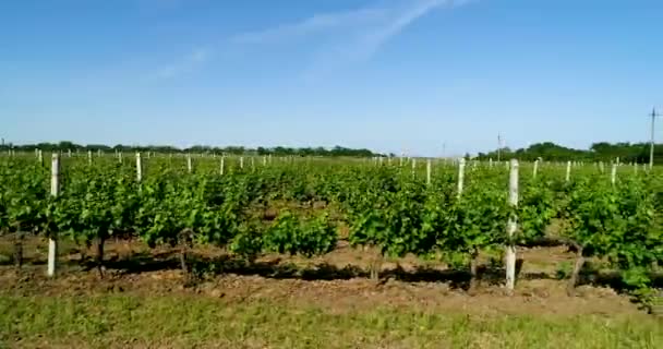 Vue aérienne du champ de raisin en été . — Video