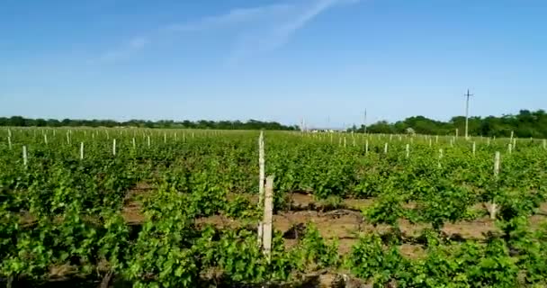 Vista aérea del campo de uva en verano . — Vídeo de stock