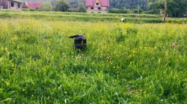 Otların arasında oynayan komik köpek