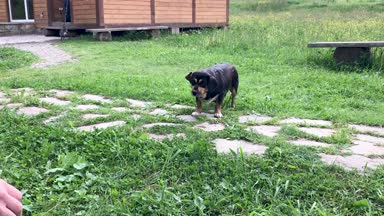 Otların arasında oynayan komik köpek