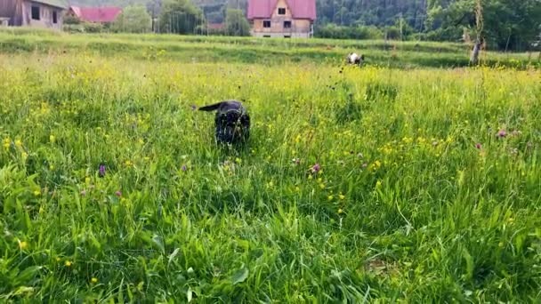 Cão engraçado brincando na grama — Vídeo de Stock