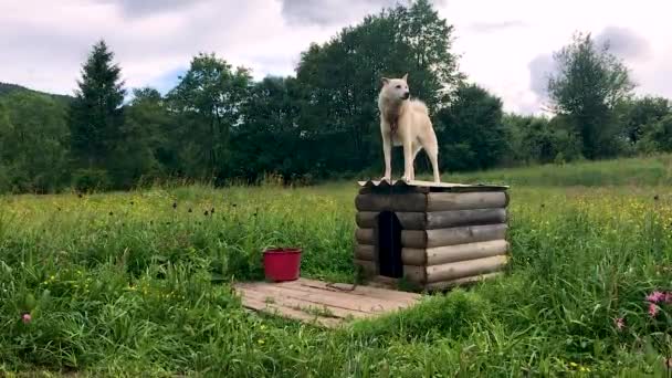 El husky blanco protege el territorio. El perro en la cadena protege el jardín verde — Vídeo de stock