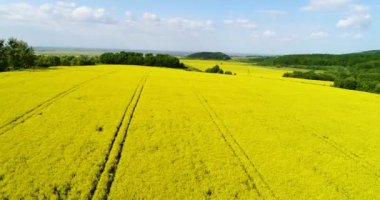 Kolza tohumu güzel bulut ile alan hava görünümünü. Yeşil enerji.