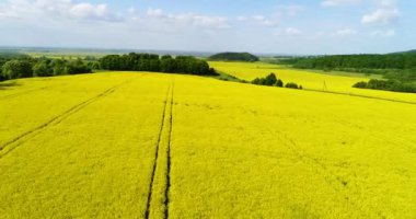Kolza tohumu güzel bulut ile alan hava görünümünü. Yeşil enerji.