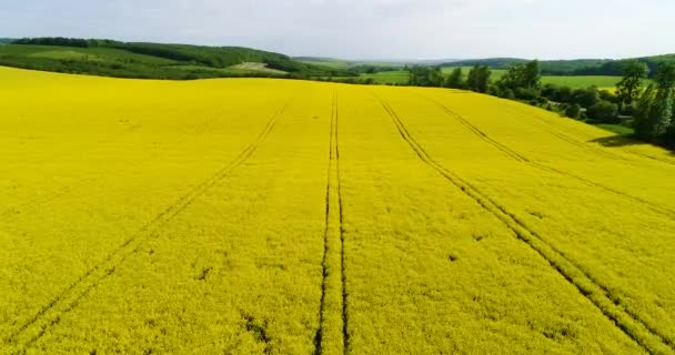 Vista Aerea Campo Colza Con Bella Nuvola Impianto Energia Verde — Video Stock