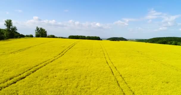 Luftaufnahme eines Rapsfeldes mit schöner Wolke. grüne Energie. — Stockvideo