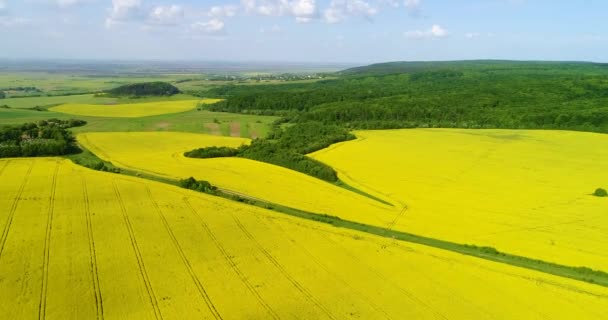 Aerial view of a field of rapeseed with beautiful cloud. Green energy. — Stock Video