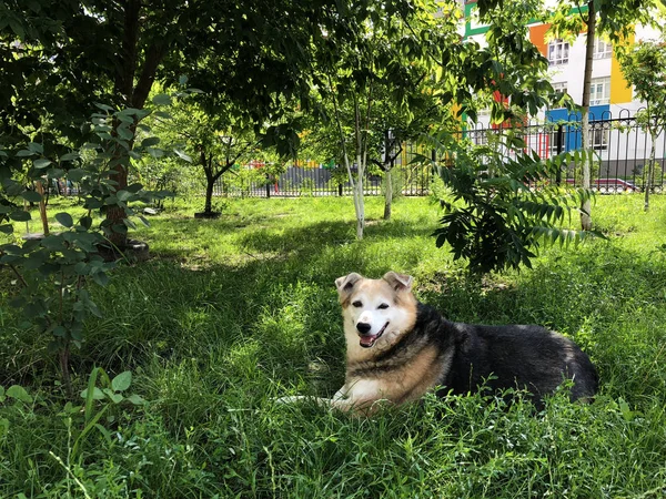 Een dakloze hond rust in de tuin op het groene gras. Zorg voor dakloze dieren. — Stockfoto