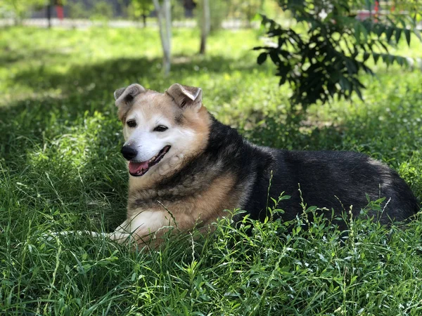 Um cão sem-teto descansa no jardim na grama verde. Cuidados com animais desabrigados . — Fotografia de Stock