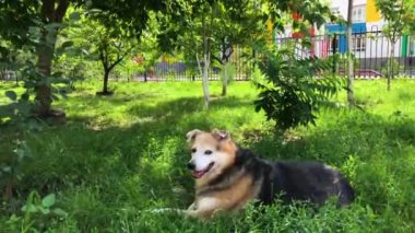 A anavatan köpek bahçede yeşil çimenlerin üzerinde duruyor. Evsiz Hayvanlar için bakım.