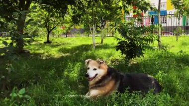 A anavatan köpek bahçede yeşil çimenlerin üzerinde duruyor. Evsiz Hayvanlar için bakım.