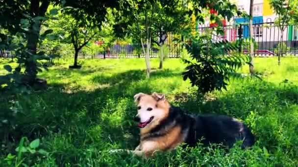 Een dakloze hond rust in de tuin op het groene gras. Zorg voor dakloze dieren. — Stockvideo