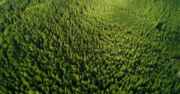 Vista aérea na floresta verde — Vídeo de Stock