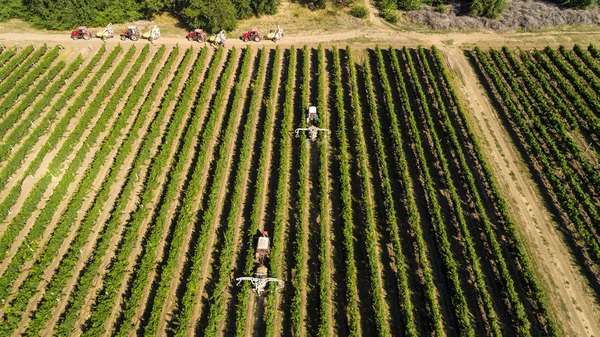 Aerial view of a tractor harvesting grapes in a vineyard. Farmer spraying grape vines with tractor.