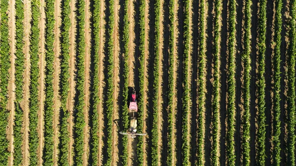 Aerial View Tractor Harvesting Grapes Vineyard Farmer Spraying Grape Vines — Stock Photo, Image