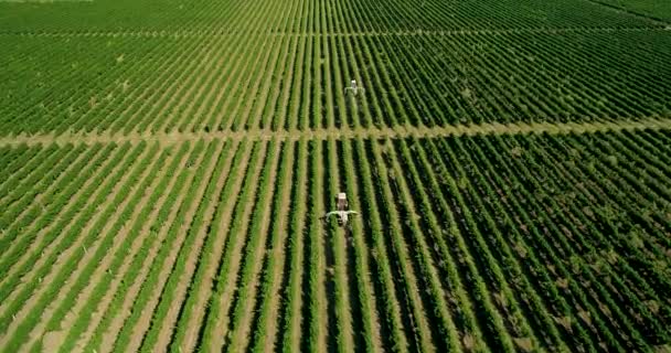 Vista aérea de un tractor cosechando uvas en un viñedo. Agricultor rociando vides de uva con tractor — Vídeo de stock