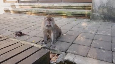 Bir maymun yavrusu ile oynuyor. Bebek maymun annesini tarar