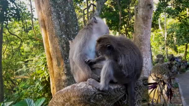 Monkey looking for fleas in another monkey — Stock Video