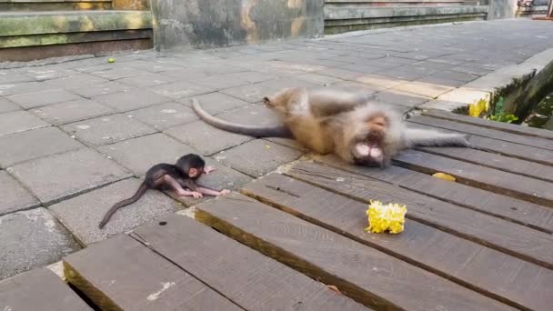 A monkey plays with her cub. Baby monkey crawls near its mom — Stock Video