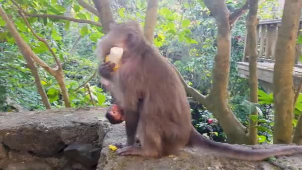 Un mono juega con su cachorro. El mono bebé se arrastra cerca de su madre. Mono comiendo maíz — Vídeos de Stock