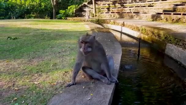 Macacos são jogados uns com os outros no parque . — Vídeo de Stock