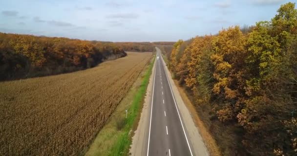 Vista aérea de la carretera en el bosque de otoño al atardecer. Increíble paisaje con camino rural, árboles con hojas rojas y naranjas en un día cerca del campo de maíz . — Vídeo de stock