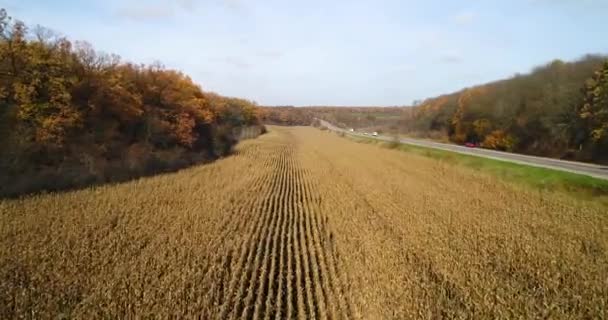Letecký pohled na silnici v podzimním lese při západu slunce blízko kukuřičné pole. — Stock video