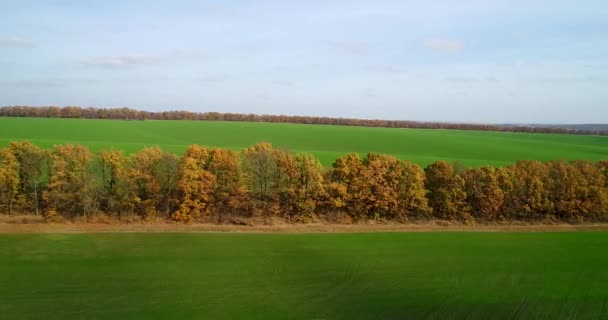 Flygfoto över fältet stora vete i höst. Fantastiska landskap med träd med röda och orange Bladen i en dag i fältet vete. — Stockvideo