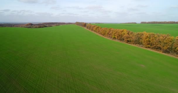 Aerial view of the large wheat field in autumn. Amazing landscape with trees with red and orange leaves in a day in the wheat field. — Stock Video