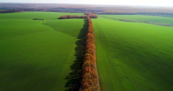 Luchtfoto van het groot tarweveld in de herfst. Verbazingwekkende landschap met bomen met rode en oranje bladeren in een dag in het tarweveld. — Stockvideo