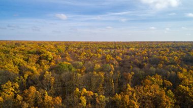 Gün batımında sonbahar bir ormanı havadan görünümü. Peyzaj ağaçları ile kırmızı ve turuncu ile şaşırtıcı bir günde bırakır.