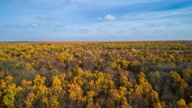 Gün batımında sonbahar bir ormanı havadan görünümü. Peyzaj ağaçları ile kırmızı ve turuncu ile şaşırtıcı bir günde bırakır.