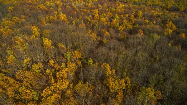 夕暮れの秋の森の眺め 一日で葉と赤とオレンジの木の風景を驚くべき — ストック写真
