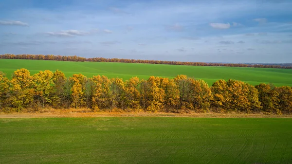 Letecký pohled na velké pšeničné pole na podzim. Úžasné, krajina se stromy s červené a oranžové listy za den v pšeničné pole. — Stock fotografie