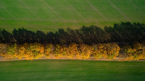秋に大規模な麦畑の空撮。麦畑で一日で葉と赤とオレンジの木の風景を驚くべき. — ストック写真