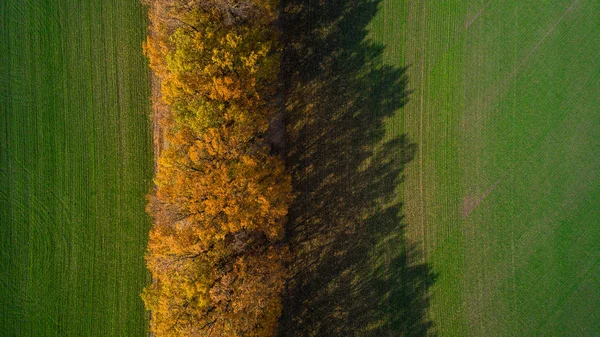 Aerial view of the large wheat field in autumn. Amazing landscape with trees with red and orange leaves in a day in the wheat field. — Stock Photo, Image