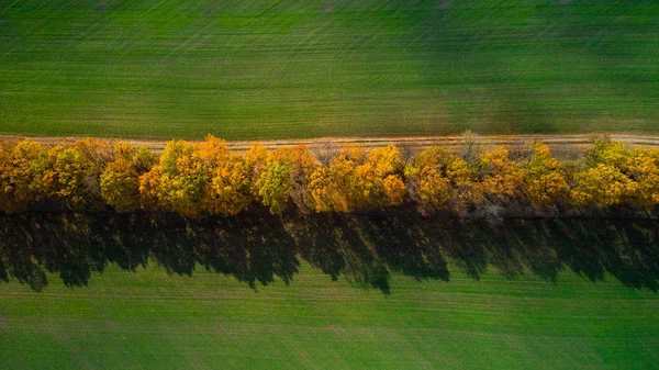 Vue aérienne du grand champ de blé en automne. Paysage étonnant avec des arbres aux feuilles rouges et oranges en une journée dans le champ de blé . — Photo