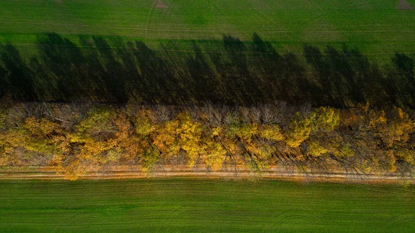 Flygfoto över fältet stora vete i höst. Fantastiska landskap med träd med röda och orange Bladen i en dag i fältet vete. — Stockfoto