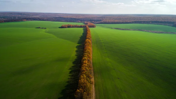 Letecký pohled na velké pšeničné pole na podzim. Úžasné, krajina se stromy s červené a oranžové listy za den v pšeničné pole. — Stock fotografie