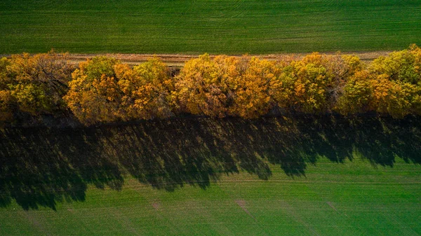 Vue aérienne du grand champ de blé en automne. Paysage étonnant avec des arbres aux feuilles rouges et oranges en une journée dans le champ de blé . — Photo