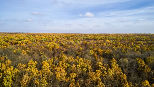 Letecký pohled na podzimní les při západu slunce. Úžasné, krajina se stromy s červené a oranžové listy v jeden den. — Stock fotografie