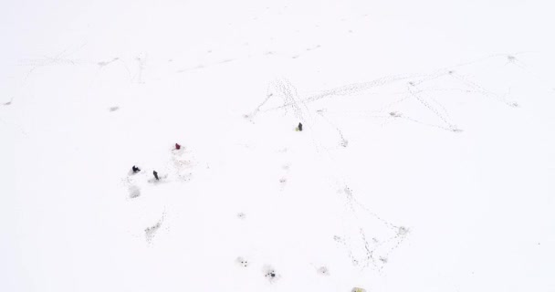 Aerial view of winter fishing. Fishermen set up tents for fishing at night. — Stock Video