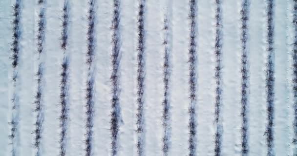 Вид с воздуха на голубичное поле зимой — стоковое видео