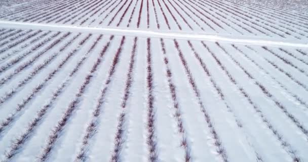 Вид з повітря на чорничне поле взимку — стокове відео