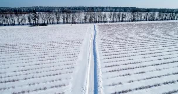 Vista aérea del campo de arándanos en invierno — Vídeos de Stock