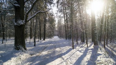 Kış ormanın içinde. Birinci kişi ateş